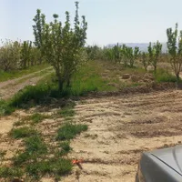 زمین‌‌باغی|فروش زمین و ملک کلنگی|چناران, |دیوار