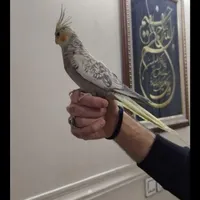 عروس هلندی جفت نروماده مولد اماده تخم|پرنده|تهران, سیزده آبان|دیوار