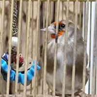 سهره|پرنده|شیراز, کوی طلاب|دیوار
