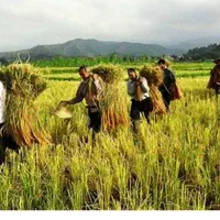 انجام کار کشاورزی بجار یا مزرعه