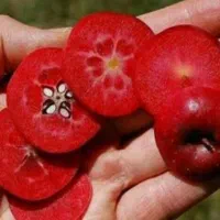 کلیه نهال های روز دنیا گلدانی سیب خونی الوخونی و.
