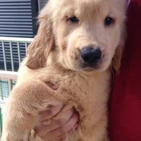 نسل از مولدین وارداتی،سگ golden retreiver|سگ|تهران, شهران جنوبی|دیوار