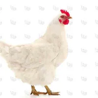 کارگر مرغداری