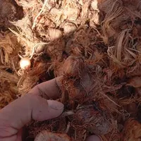پیاز زعفران ۳۴ همه رغم هر روزه