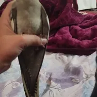 گمشده