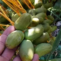 نخل  مجول کشت  بافت اصلاح ژنتیکی|خدمات باغبانی و درختکاری|جم, |دیوار