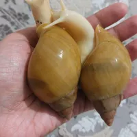 فروش حلزون آلبینو