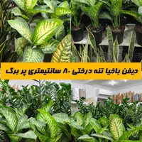 دیفن باخیا تنه درختی پر برگ