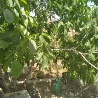 خرید و فروش باغ در روستای وردیج|فروش زمین و ملک کلنگی|تهران, شهرک شهید باقری|دیوار