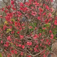 فروش اقساطی گل و گیاه|گل و گیاه طبیعی|کرمان, |دیوار