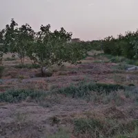 فروش باغ پسته ۱۷ من ، بوری آباد|فروش زمین و ملک کلنگی|تربت‌حیدریه, فردوسی جنوبی|دیوار