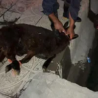 قصاب (سلاخ.ذبح)درمحل|خدمات پذیرایی، مراسم|ساوه, |دیوار