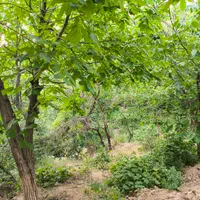 زمین ویلایی ۳۰۰ متر لواسان بزرگ/جورد/ایرا/وسکاره|فروش زمین و ملک کلنگی|لواسان, |دیوار