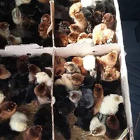 ++جوجه رنگی جوجه محلی کاکلی|حیوانات مزرعه|میانه, |دیوار