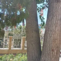 خرید وفروش چوب ،قطع وسربرداری کف بری|خدمات باغبانی و درختکاری|لنجان, |دیوار