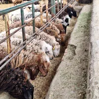 گوسفند فردیس، بنفشه ،۱۱۰،شهرک ناز،وحدت زنده|حیوانات مزرعه|کرج, شهرک بنفشه|دیوار