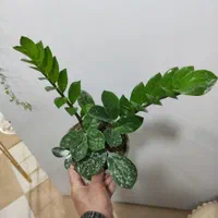 زاموفیلیا|گل و گیاه طبیعی|کرمان, |دیوار