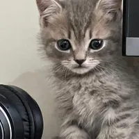 بچه گربه اسکاتیش میکس