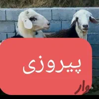 گوسفند زنده شهرداری ارسال تلفنی به سراسرتهران|حیوانات مزرعه|تهران, آذری|دیوار