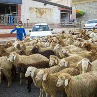 فروش گوسفند زنده شبانه روزی باقصاب تحویل درمحل|حیوانات مزرعه|تهران, مرزداران|دیوار