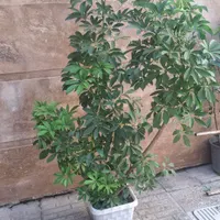 بابا ادم/ شفلرا/گل مرجان|گل و گیاه طبیعی|رشت, نظری|دیوار