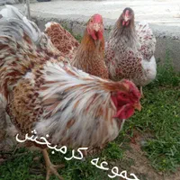 مرغ ویاندوت تخم نطفه ازتمام ذاتها یک جفت مولداورنج|پرنده|شیراز, حافظیه|دیوار