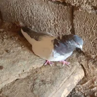 کله سبز دم سبز ماده تمیز ب شرط|پرنده|بهار, |دیوار