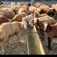 فروش گوسفند زنده ذبح بره نذری عقیقه با قصاب سیار|حیوانات مزرعه|اصفهان, باغ فدک|دیوار