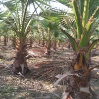 ۶۰۰عددنهال پالم نخل واشنگتن یکجا
