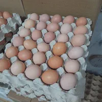 تخم مرغ محلی گلپایگان