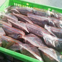 ورمی کمپوست،کرم خالص،بستر،خاکبرگ