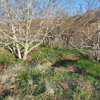 باغ در خروجی طالقان زیاران روستای اقچری