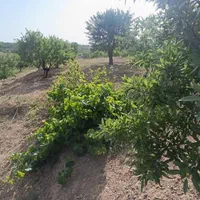 باغ بادام ۱۰۰۰متری باسند تگ برگ رسمی|فروش دفتر صنعتی، کشاورزی، تجاری|فولادشهر, زاینده رود|دیوار