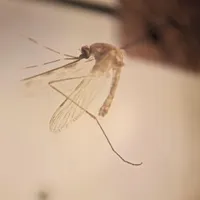 پشه