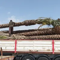 فضا سازی با نخیلات خرما