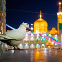 تور زیارتی مشهد مقدس حرکت همه روزه