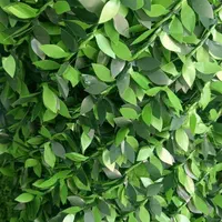 فنس برگ ریحون فنس چمنی برگی عمده