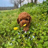 سگ توله توی پودل ۶۸ روز رد|سگ|تهران, سعادتآباد|دیوار