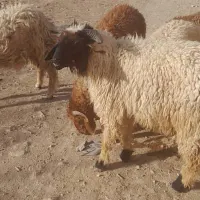 بره نر چاق گوسفند گاو بز گوساله میش قوچ|حیوانات مزرعه|اهواز, منازل کارون|دیوار