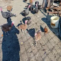 بوقلمون برنز