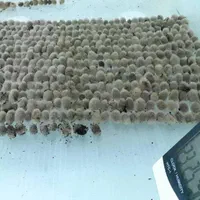 فروش زالو آماده آرایشی و طبی شلکا‌«جراح کوچک »|عمده‌فروشی|تهران, جوادیه تهرانپارس|دیوار