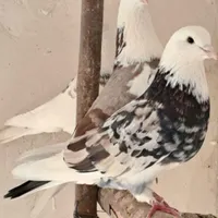 کبوتر به شب گرفتم