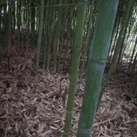 چوب بامبو|گل و گیاه طبیعی|تهران, هفده شهریور|دیوار