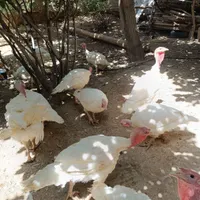 بوقلمون گوشتی|حیوانات مزرعه|بیرجند, |دیوار