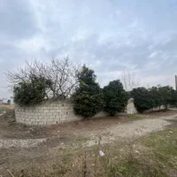 باغ پرتقال چندساله*سنددار*دونبش*ق کاسبی|فروش زمین و ملک کلنگی|محمودآباد, |دیوار