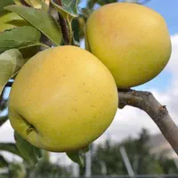 فروش اقساطی گل و گیاه|گل و گیاه طبیعی|کرمان, |دیوار