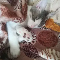 واگذاری گربه خانگی
