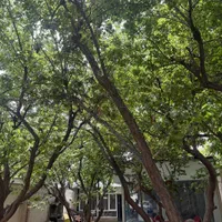 اجاره روزانه باغ ویلا استخردار(مالک)