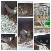 عروس هلندی درتمام سنین سریلاکی تازه دونخورجفت مولد|پرنده|تبریز, |دیوار