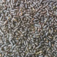 کود خفاش